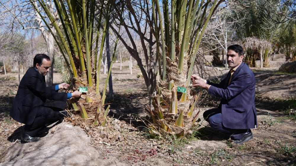 پلاک کوبی چهار هزار اصله درخت خرما و زیتون در بافق