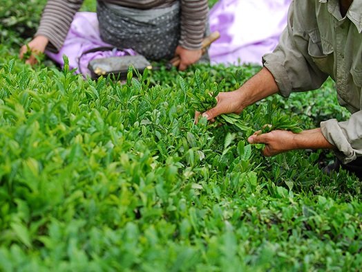 پرداخت تسهیلات کم بهره به چایکاران