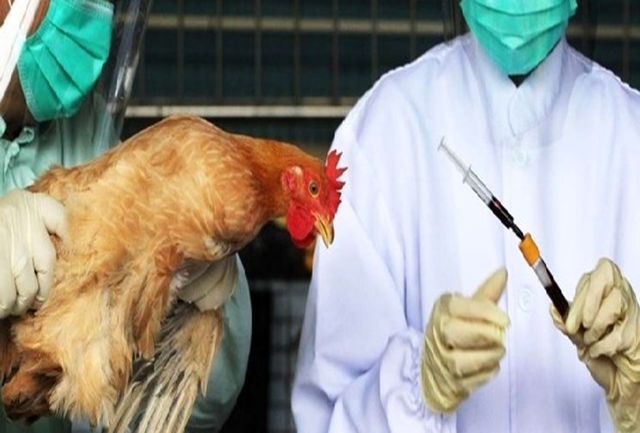 آنفلوآنزای فوق حاد پرندگان در سقز