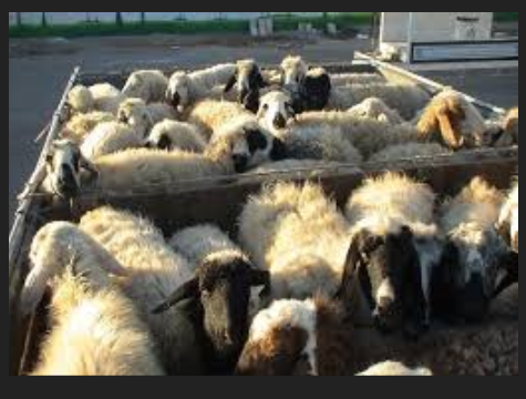 کشف ۶۷ راس گوسفند قاچاق در یزد