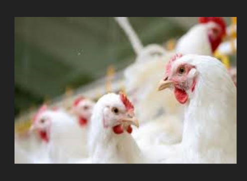 توقیف ۹۰۵ قطعه مرغ غیر مجاز در مهریز