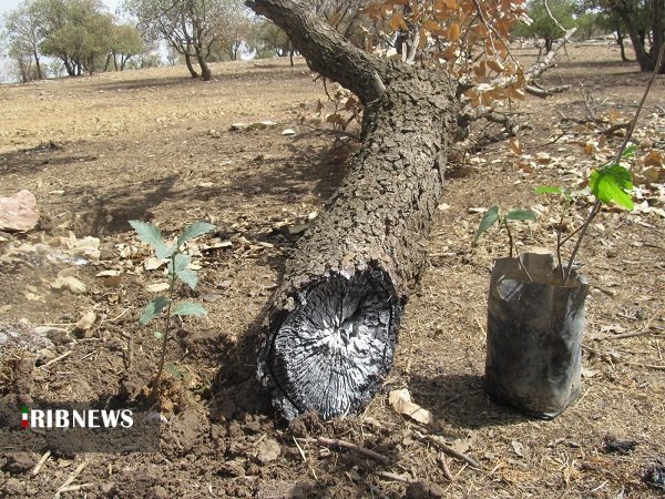 کاشت نهال در کهگیلویه به جای درختان سوخته