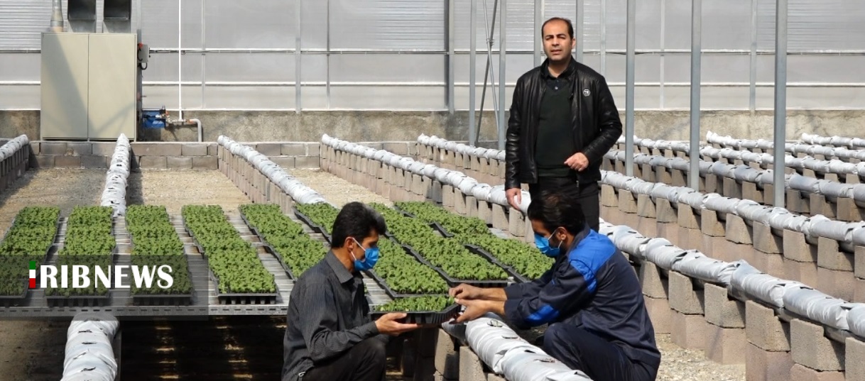 فعالیت 75 واحد گلخانه در کردستان