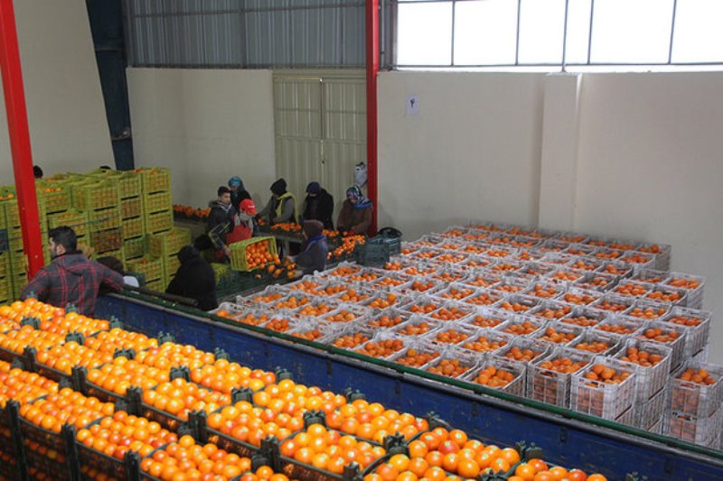 پرتقال و سیب شب عید آماده عرضه در استان