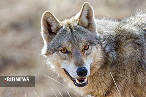 گزارش مکتوب: زندگی با گرگ‌های دره لاماشا