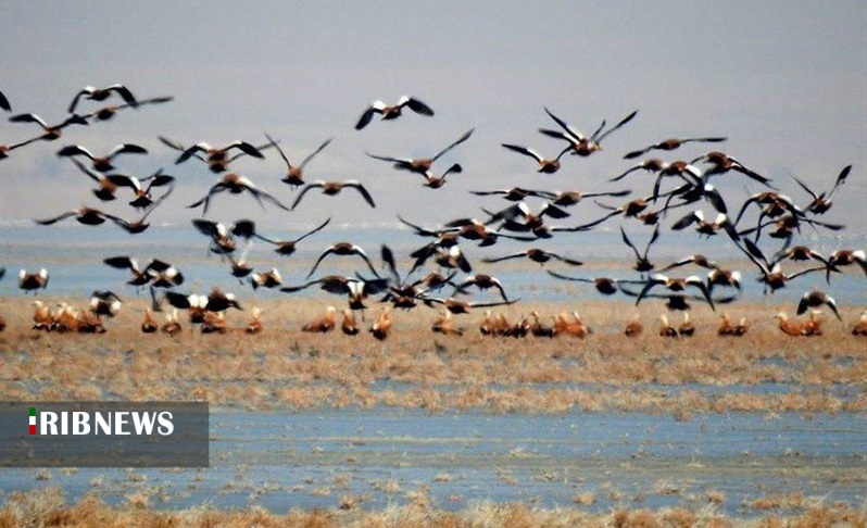 آغاز سرشماری زمستانی پرندگان آبزی و کنار آبزی مهاجر در استان مرکزی