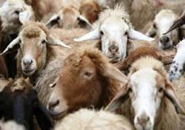 قربانی یک شتر و ۴۰ گوسفند برای نیازمندان اردکانی