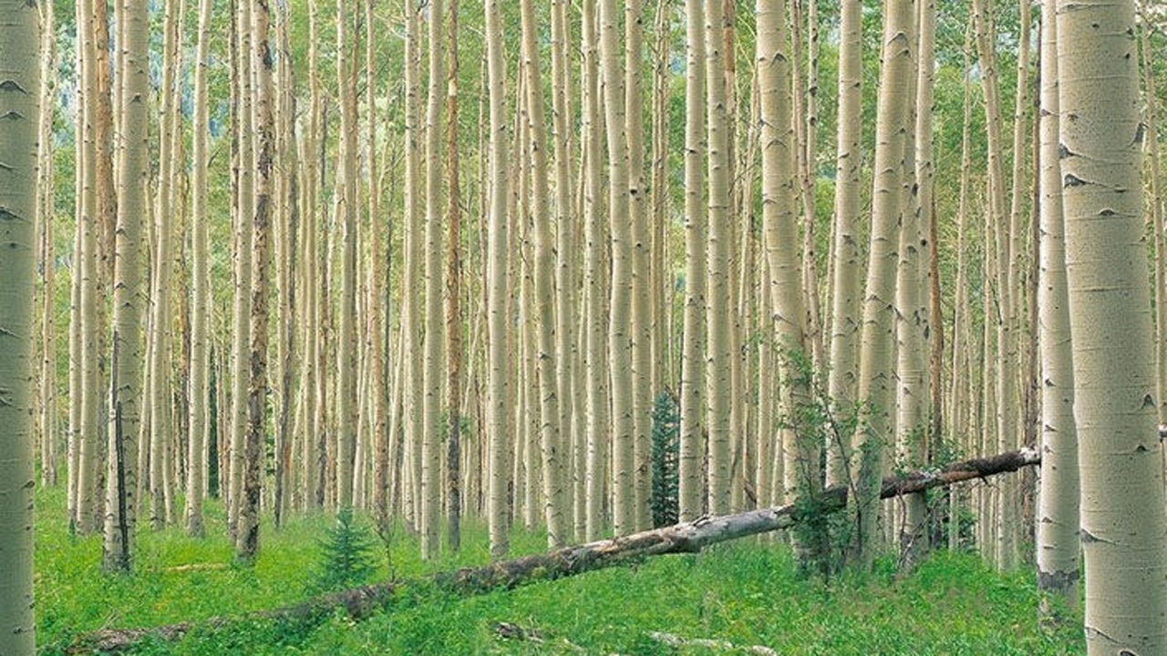 اجرای طرح زراعت چوب در اراضی ملی جهرم