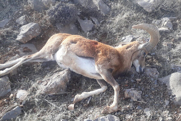 دستگیری شکارچیان قوچ وحشی در همدان