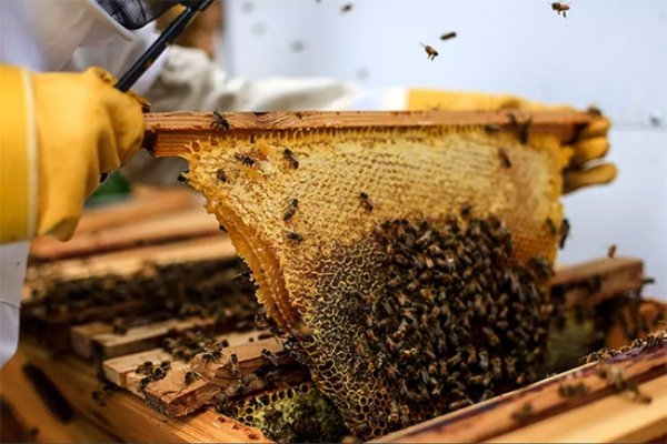 تولید سالانه ۱۱۸۰ تن عسل در کازرون