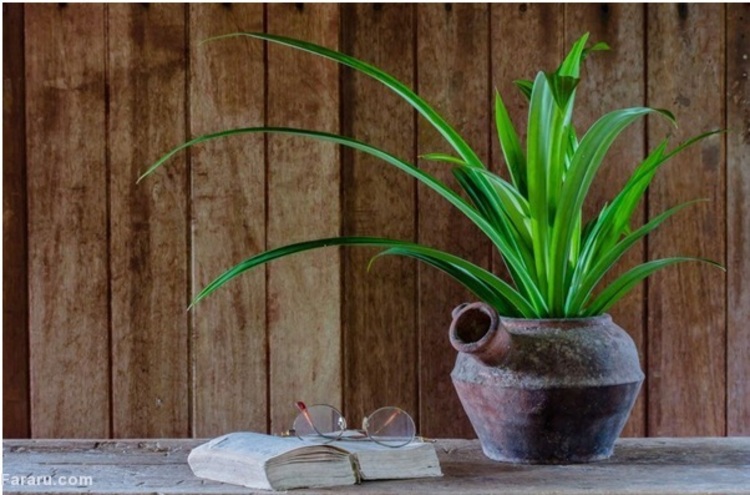 پاندانوس، یکی از گیاهان آپارتمانی مقاوم