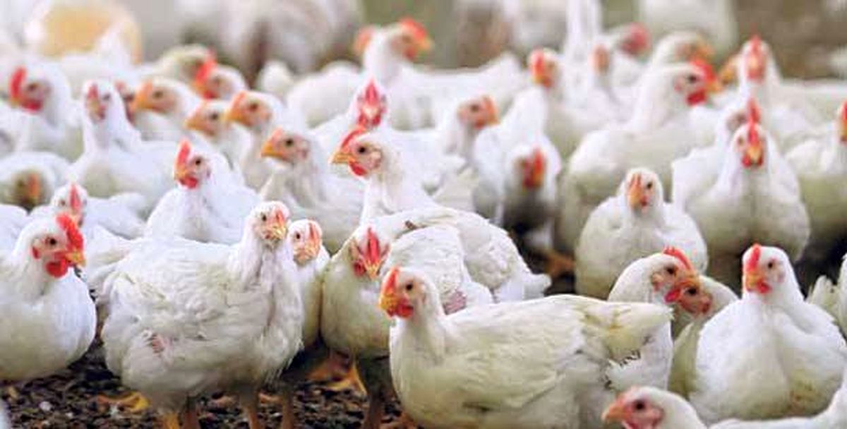 هشدار برای احتمال شیوع آنفلوآنزای پرندگان