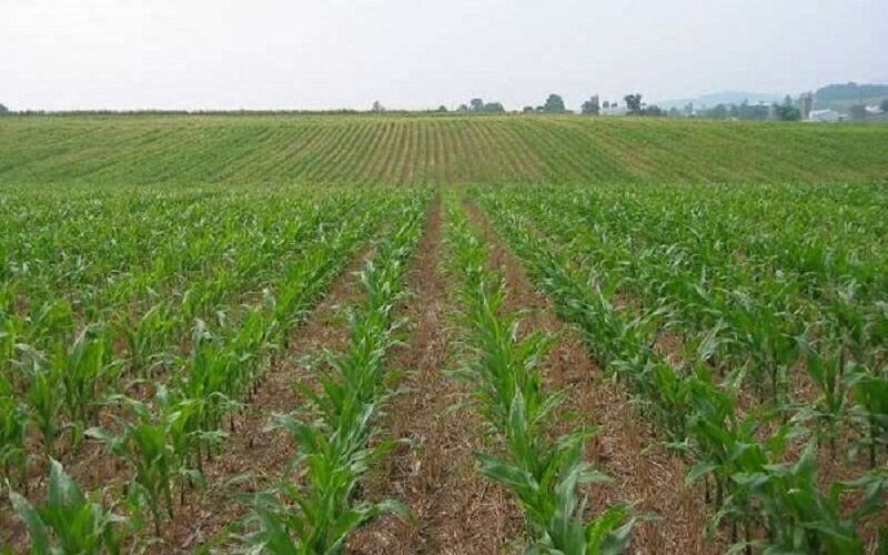 تمدید بیمه محصولات کشاورزی خوزستان
