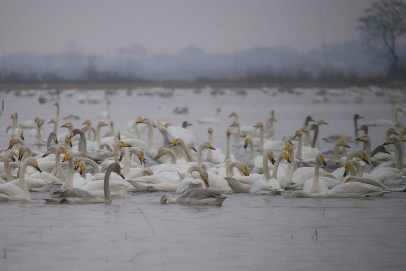 افزایش مهاجرت پرندگان زمستان گذر به مازندران