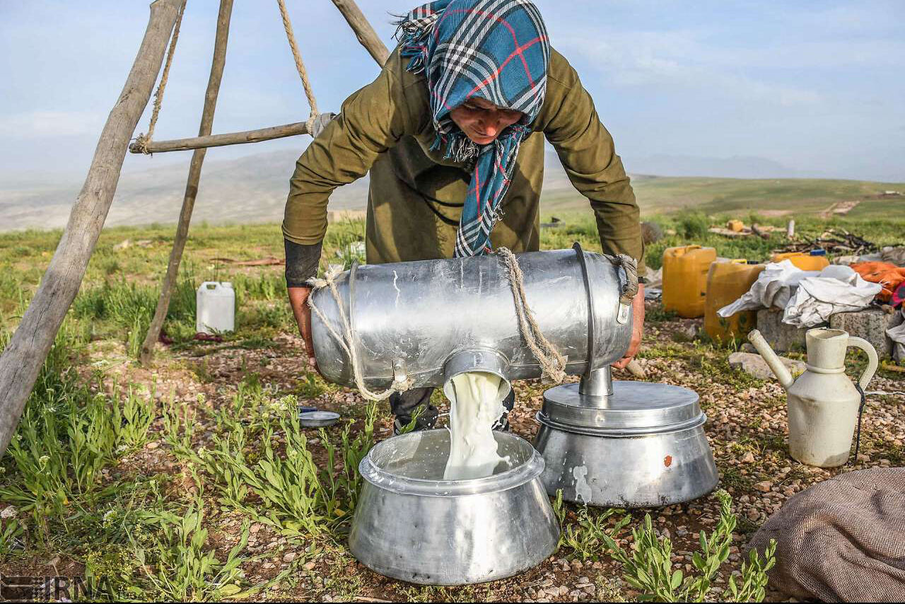 تولید ۸۵ درصد شیر آذربایجانغربی در واحد های عشایری و روستایی