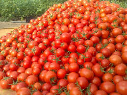 صادرات گوجه فرنگی کشاورزان بوشهری تا اطلاع ثانوی بلامانع اعلام شد