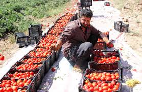 گلایه  کشاورزان هشتبندی از کاهش ناگهانی قیمت گوجه فرنگی