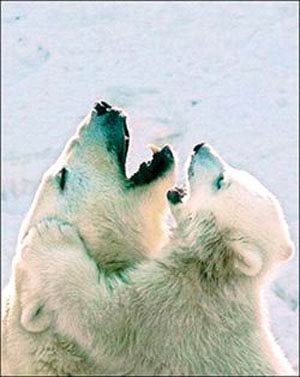 خرس‌های قطبی یکدیگر را می‌خورند