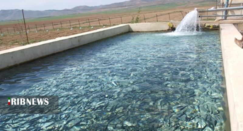 تا پایان سال، تولید بیش از 10 هزار تن ماهی در کردستان