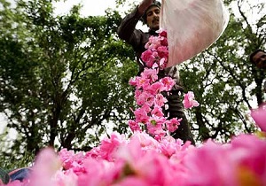 منشاد، قطب گل محمدی در استان یزد