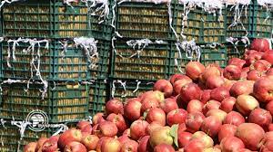 آذربایجانغربی تأمین کننده سیب مورد نیاز 11 استان کشور