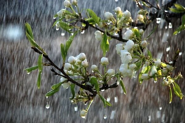 بارش باران در برخی نقاط خراسان جنوبی
