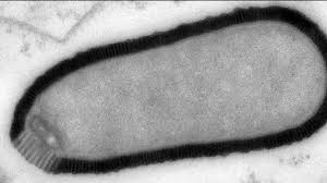 کشف رمز و راز ویروسی باستانی