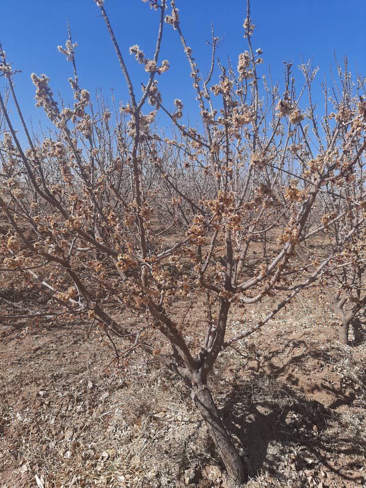 خسارت سرما و یخبندان به مزارع و باغات میوه مه ولات 