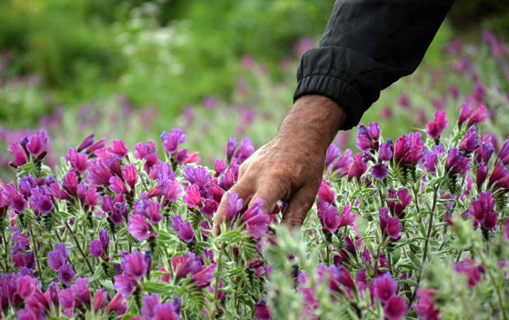 کشت گیاهان دارویی در ابرکوه به ۲۰۰ هکتار رسید