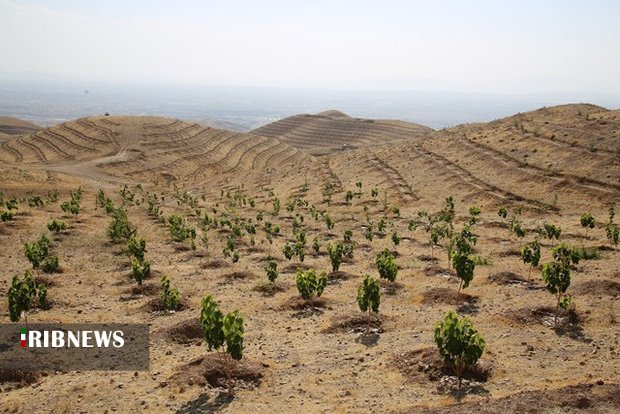 توسعه ۴ هزار هکتاری جنگل‌ها و احیای مراتع استان همدان