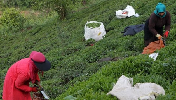 افزایش 45 درصدی قیمت خرید تضمینی برگ سبز چای