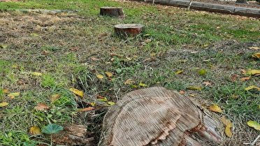 آب و آفت ۶ هزار درخت را به کام مرگ کشاند