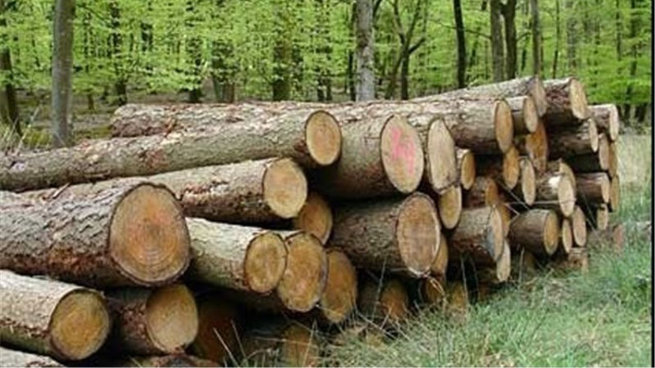 افزایش کشفیات چوب قاچاق در زنجان