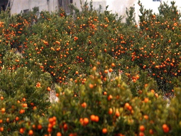 گزارش مکتوب: گورستان نارنگی در هرمزگان