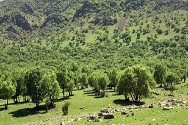 اجرای ۲ هزار هکتار جنگل کاری در استان همدان