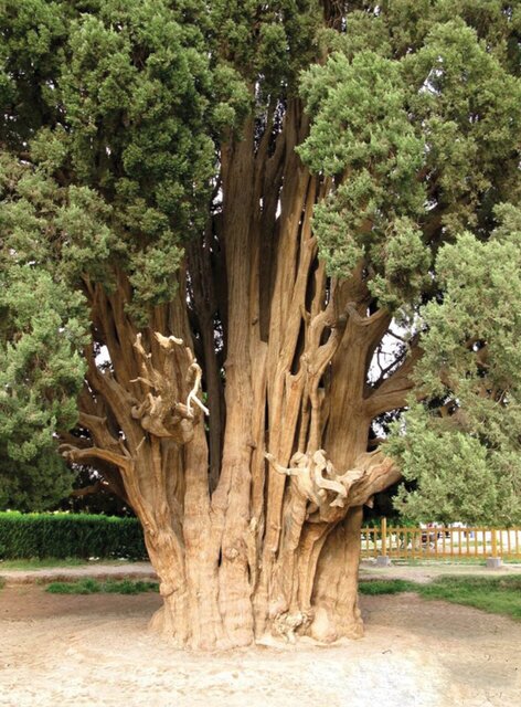 خاص‌ترین درخت‌های ایران