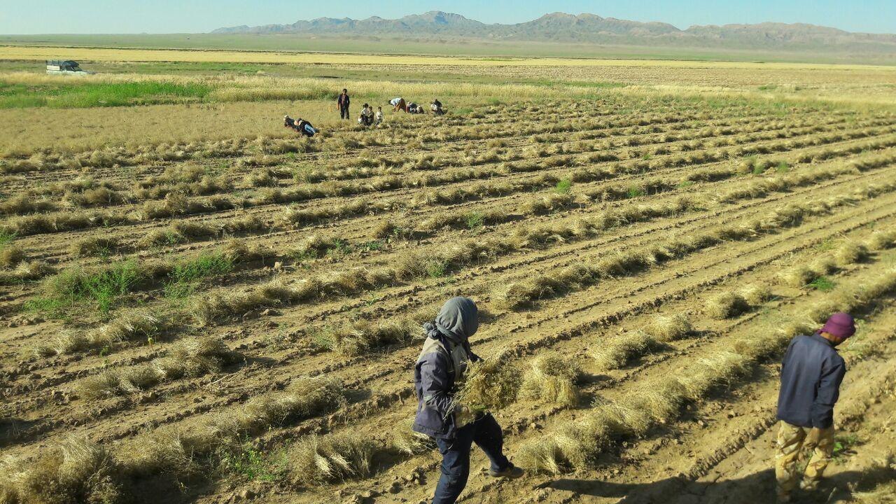 کشت زیره سبز در مزارع بهار