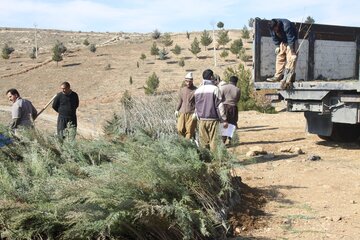 غرس دو هزار اصله نهال در مهاباد