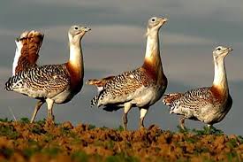 وجود 304 گونه پرنده در آذربایجانغربی