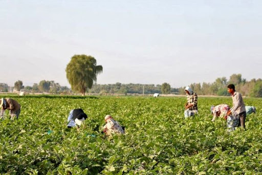 فراخوان کشاورزان سمنان برای بیمه محصولات