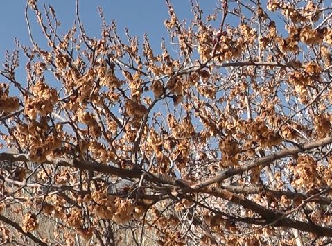 خسارت ۱۰۰ میلیاردی سرما زدگی به باغات تفت