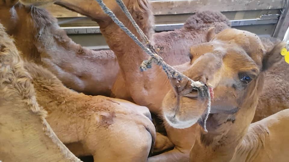 جلوگیری از قاچاق  ۳۰ نفر شتر به خارج از استان
