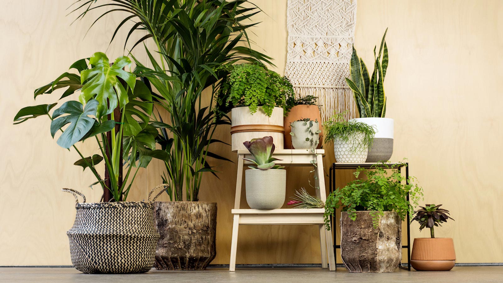 نمادهای مختلف گیاهان آپارتمانی را بشناسید