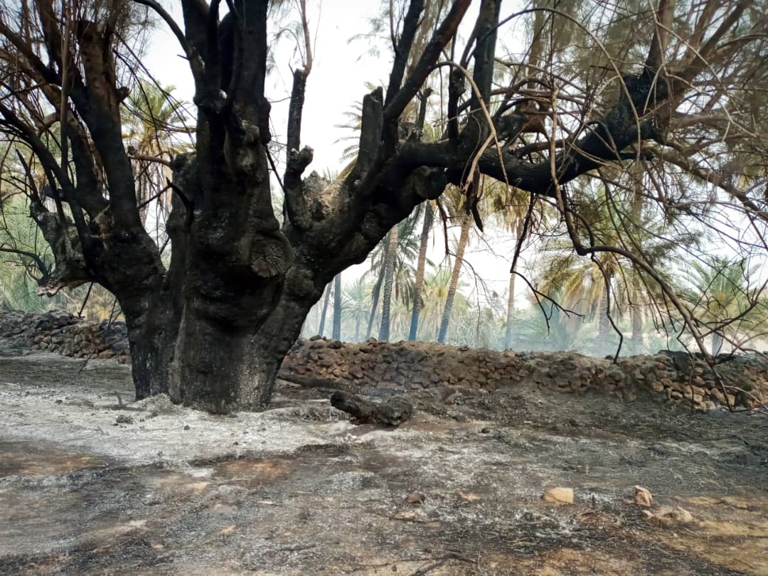 آتش سوزی در نخیلات روستای خون گوران حاجی آباد
