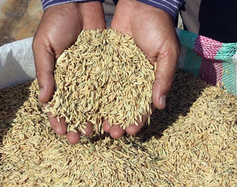 توزیع ۵۰ تُن بذر برنج میان شالیکارانِ میاندورودی