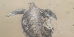پیدا شدن لاشه لاک پشت پوزه عقابی در ساحل بندرلنگه