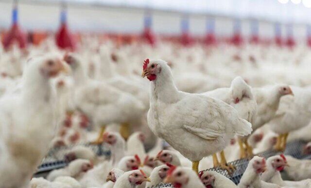 مجوزی برای خروج مرغ از استان قزوین صادر نمی‌شود