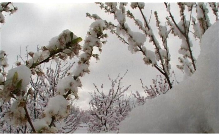 خسارت سرما به باغات قزوین + فیلم