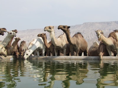 پلاک کوبی ۶۰۰ شتر در گراش