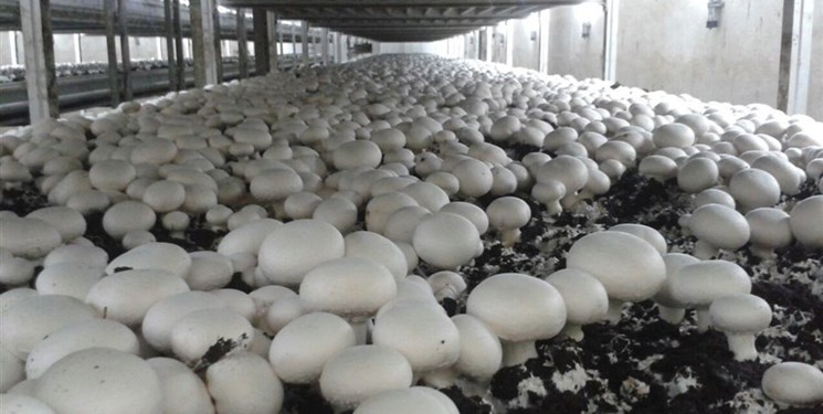 تولید دو هزار و600 تن قارچ خوراکی در آذربایجانغربی